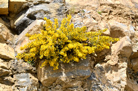 Schorpioenbrem; Scorpion Broom; Genista sorpius