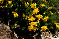 Schorpioenbrem; Scorpion Broom; Genista sorpius