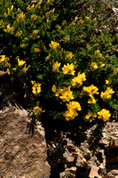 Schorpioenbrem; Scorpion Broom; Genista sorpius