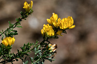 Schorpioenbrem; Scorpion Broom; Genista sorpius