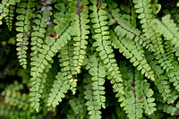 Getrapte Steenbreekvaren; Maidenhair Spleenwort; Asplenium trichomanes subsp. pachyrachis