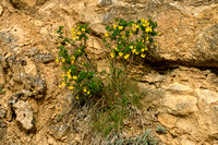 Struikpaardenhoefklaver; Scorpion Senna; Hippocrepis emerus