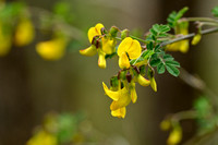 Struikpaardenhoefklaver; Scorpion Senna; Hippocrepis emerus