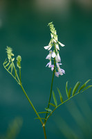 Galega; Goat's-rue; Galega officinalis