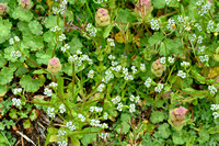 Veldsla; Common Cornsalad; Valerianella locusta