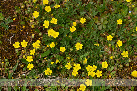 Voorjaarsganzerik; Potentilla verna;