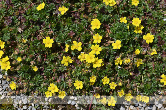 Voorjaarsganzerik; Potentilla verna;