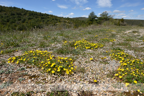 Voorjaarsganzerik; Potentilla verna;