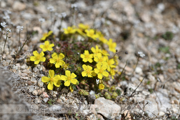 Voorjaarsganzerik; Potentilla verna;