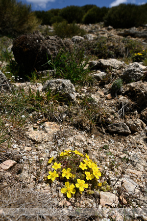 Voorjaarsganzerik; Potentilla verna;