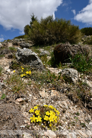 Voorjaarsganzerik; Potentilla verna;