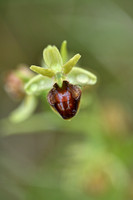 Vroege spinnenorchis; Early spider-orchid; Ophrys aranifera