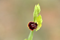 Vroege spinnenorchis; Early spider-orchid; Ophrys aranifera
