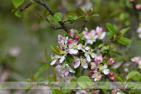 Wilde appel; Crab Apple; Malus sylvestris