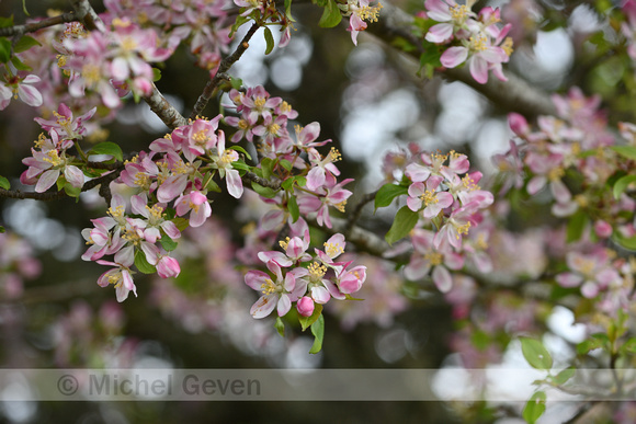 Wilde appel; Crab Apple; Malus sylvestris