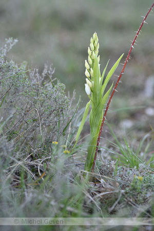 Wit bosvogeltje; Narrow-leaved Helloborine; Cephalanthera longif