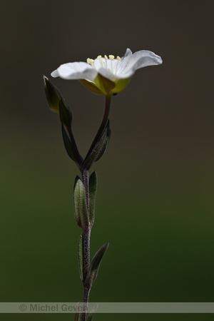 Zandkruid; Mountain Sandwort; Arenaria montana