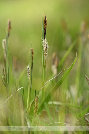 Zeegroene zegge; Glaucous Sedge; Carex flacca