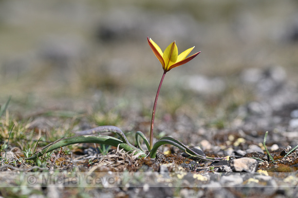 Zuidelijke tulp; Wild Tulip; Tulipa australis