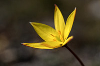 Zuidelijke tulp; Wild Tulip; Tulipa australis