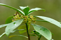 Zwart peperboompje; Spurge laurel; Daphne laureola