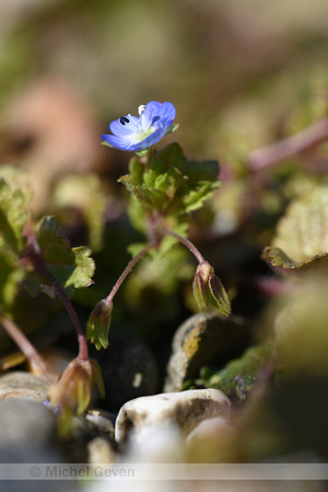 Grote ereprijs; Common Field-speedwell; Veronica persica