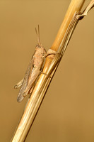 Bruine sprinkhaan; Common Field Grasshopper; Chorthippus brunneu