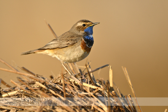 Blauwborst; Bluethroat; Luscinia svecica