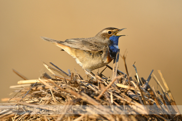 Blauwborst; Bluethroat; Luscinia svecica