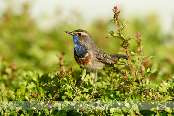 Blauwborst; Bluethroat; Luscinia svecica