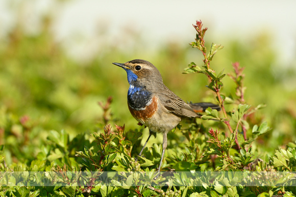 Blauwborst; Bluethroat; Luscinia svecica