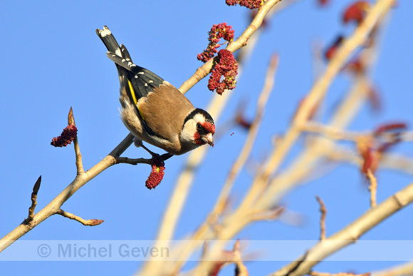 Putter; European Goldfinch; Carduelis carduelis