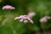 Grote bevernel; Greater burnet-saxifrage; Pimpinella major