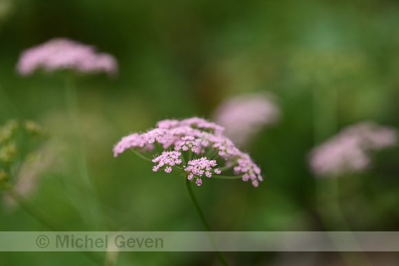 Grote bevernel; Greater burnet-saxifrage; Pimpinella major