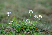 Zinkboerenkers; Noccaeae caerulescens; subsp. calaminare