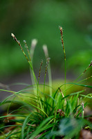 Vingerzegge; Finger-Sedge; Carex digitata