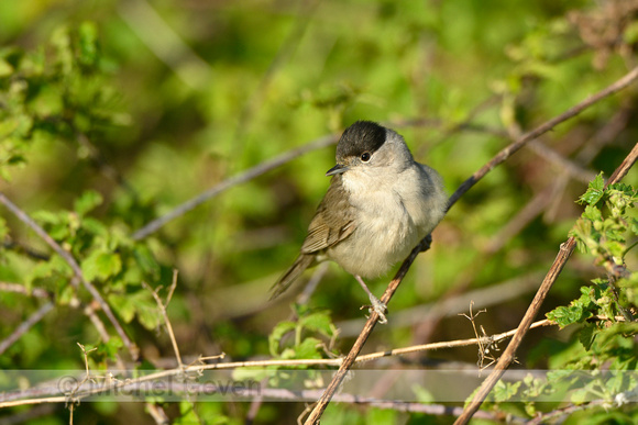 Zwartkop; Eurasian blackcap; Sylvia atricapilla