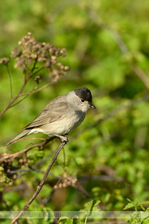 Zwartkop; Eurasian blackcap; Sylvia atricapilla