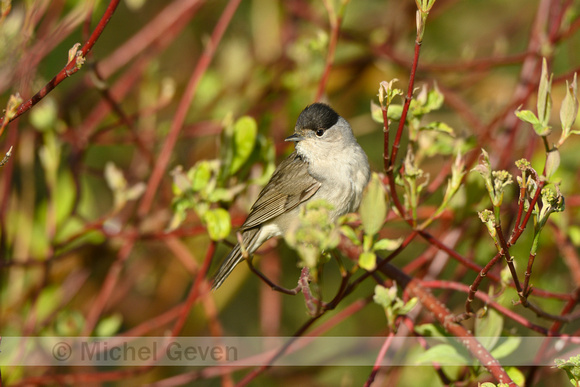 Zwartkop; Eurasian blackcap; Sylvia atricapilla