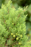 Juniperus turbinata