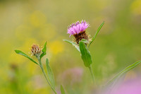 Knoopkruid; Brown Knapweed; Centaurea jacea;