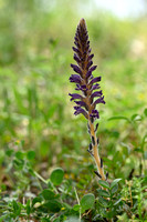 Orobanche lavandulacea