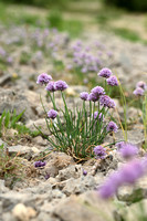 Bieslook; Chives; Allium schoenoprasum