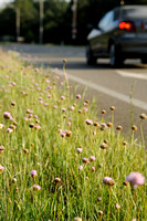 Engels Gras; Thrift; Armeria maritima;