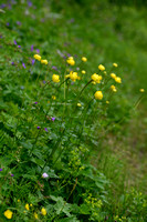 Europese Trollius; Globeflower; Trollius europaeus