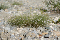 Kleine mantelanjer; Tunicflower; Petrorhagia saxifraga