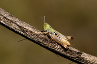 Witkoptandsprinkhaan - White-headed Toothed Grasshopper - Stenobothrus fischeri