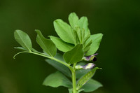 Vicia johannis