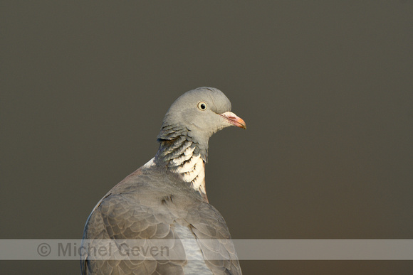Houtduif; Wood Pigeon; Columba palumbus