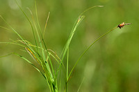 Weak artic sedge; Carex supina